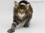 Yanis of Maine Coon Castle 6 Wochen alt, 851g