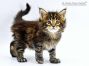 Yanis of Maine Coon Castle 5 Wochen alt, 776g