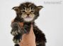 Yanis of Maine Coon Castle 3 Wochen alt, 509g