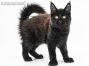 Yaro of Maine Coon Castle 15 Wochen alt, 2405g