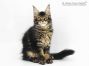 Zeno of Maine Coon Castle 13 Wochen alt, 2095g