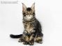 Zeno of Maine Coon Castle 12 Wochen alt, 1856g