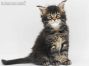 Zeno of Maine Coon Castle 6 Wochen alt, 938g