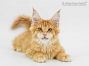 Adam of Maine Coon Castle 16 Wochen alt, 2735g