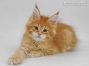 Adam of Maine Coon Castle 10 Wochen alt, 1331g