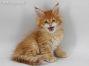 Adam of Maine Coon Castle 8 Wochen alt, 966g