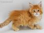 Adam of Maine Coon Castle 7 Wochen alt, 812g