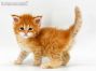 Adam of Maine Coon Castle 5 Wochen alt, 578g