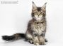 Adele of Maine Coon Castle 12 Wochen alt, 1480g