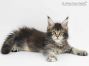 Adele of Maine Coon Castle 9 Wochen alt, 1025g