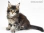 Adele of Maine Coon Castle 7 Wochen alt, 740g