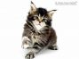 Adele of Maine Coon Castle 5 Wochen alt, 585g