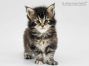 Adele of Maine Coon Castle 4 Wochen alt, 467g