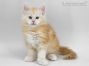 Alex of Maine Coon Castle 7 Wochen alt, 985g