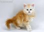 Alex of Maine Coon Castle 6 Wochen alt, 802g