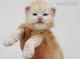Alex of Maine Coon Castle 3 Wochen alt, 501g