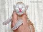 Alex of Maine Coon Castle 1 Woche alt, 254g