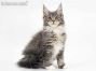 Bella of Maine Coon Castle 14 Wochen alt, 1850g