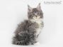 Bella of Maine Coon Castle 10 Wochen alt, 1220g