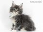 Bella of Maine Coon Castle 8 Wochen alt, 935g