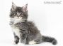 Bella of Maine Coon Castle 7 Wochen alt, 780g