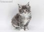 Bella of Maine Coon Castle 6 Wochen alt, 558g