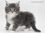 Bella of Maine Coon Castle 5 Wochen alt, 540g