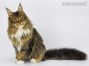 Bertha of Maine Coon Castle 9 Monate alt