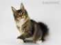 Bertha of Maine Coon Castle 4,5 Monate alt
