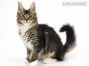 Bertha of Maine Coon Castle 14 Wochen alt, 1910g