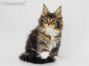 Bertha of Maine Coon Castle 10 Wochen alt, 1335g