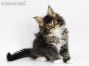 Bertha of Maine Coon Castle 7 Wochen alt, 870g
