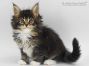 Bertha of Maine Coon Castle 6 Wochen alt, 651g