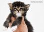 Bertha of Maine Coon Castle 3 Wochen alt, 440g