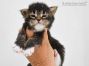 Bertha of Maine Coon Castle 2 Wochen alt, 374g