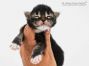 Bertha of Maine Coon Castle 1 Woche alt, 223g