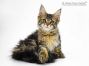 Betsy of Maine Coon Castle 14 Wochen alt, 1880g