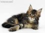 Betsy of Maine Coon Castle 10 Wochen alt, 1240g