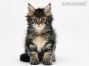 Betsy of Maine Coon Castle 8 Wochen alt, 925g