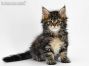 Betsy of Maine Coon Castle 7 Wochen alt, 820g