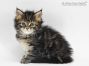 Betsy of Maine Coon Castle 5 Wochen alt, 565g
