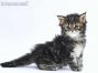 Betsy of Maine Coon Castle 4 Wochen alt