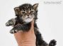 Betsy of Maine Coon Castle 3 Wochen alt, 392g