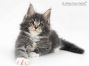 Bodo of Maine Coon Castle 8 Wochen alt, 1075g