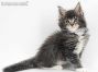 Bodo of Maine Coon Castle 7 Wochen alt, 905g