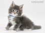 Bodo of Maine Coon Castle 6 Wochen alt, 661g