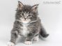 Bodo of Maine Coon Castle 5 Wochen alt, 564g