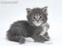 Bodo of Maine Coon Castle 4 Wochen alt