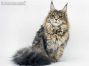 Caro of Maine Coon Castle 8 Monate alt