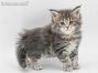 Caro of Maine Coon Castle 5 Woche alt, 601g